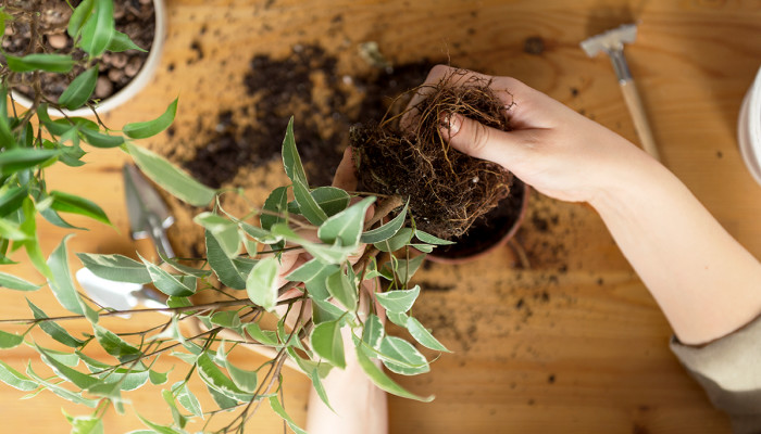 pic Signs Of Root Rot In Houseplants how to identify root rot treat it