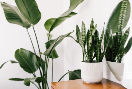 The 13 Absolute Best Houseplants For Beginners (According To Green Thumbs)