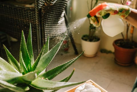 Aloe Vera Plant Care: Easy Tips To Grow + Harvest Your Aloe