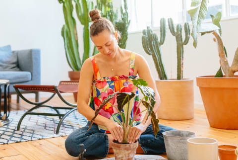 Young Woman Planting Potted Flower At Home