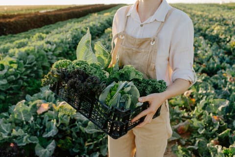 unrecognizable female farmer holding container with freshly harvested organic greens