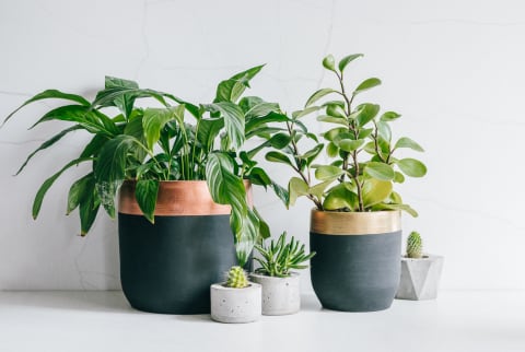 Houseplants and succulents in clay and concrete handmade pots