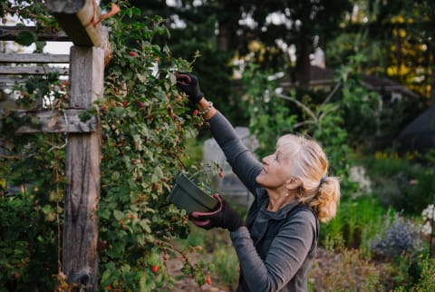 Healthy, Vibrant Mature Woman Picking Tayberries In The Garden