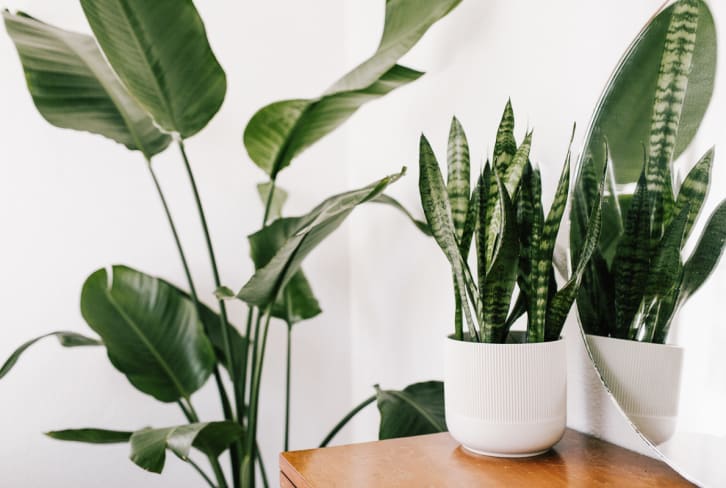 The 13 Absolute Best Houseplants For Beginners (According To Green Thumbs)