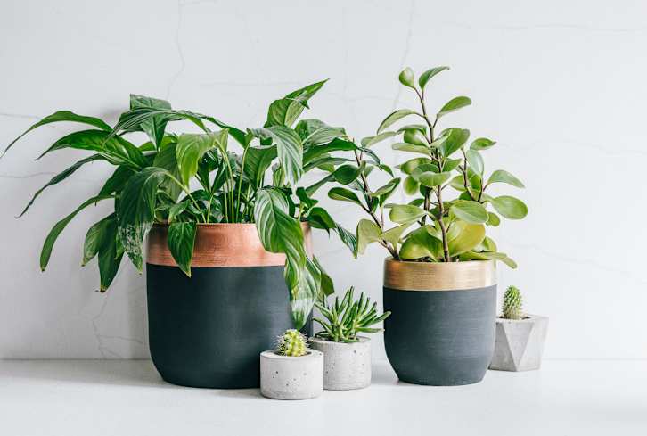 This 7-Step Care Routine Is Like A Spa Day For Your Houseplants