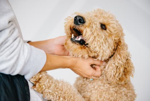 Woman Gives Her Goldendoodle A Nice Scratch