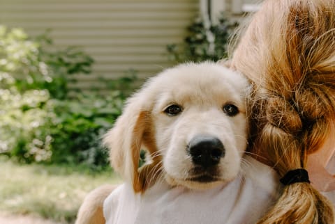 Girl Holding a Golden Retriever Puppy