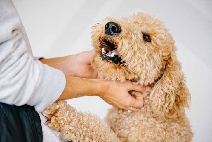 This One Habit Can Support Your Dog's Longevity, Says A Veterinarian