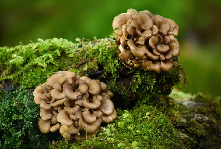 Which Functional Mushroom Should You Use For What? Your Adaptogenic Guide To Fungi
