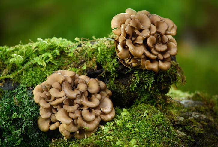 Which Functional Mushroom Should You Use For What? Your Adaptogenic Guide To Fungi