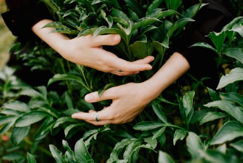 Unrecognizable woman's hands touching plants 