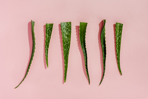 Fresh Aloe Vera Plants on a Pink Background Fresh Aloe Vera Plants on a Pink Background
