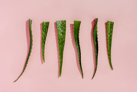 Fresh Aloe Vera Plants on a Pink Background