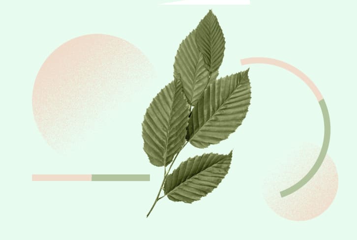 Slippery Elm: The Gut-Healing, Anxiety-Alleviating Food That Functional Docs Love — But Most People Have Never Heard Of
