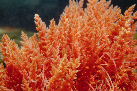 Health Benefits of Sea Moss