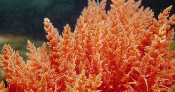 Sea Moss: Benefits, Side Effects & How To Add More To Your Diet