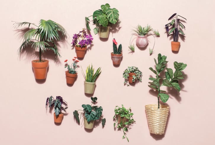 How To Up Your Plant Game This Spring — For Next-To-No $$