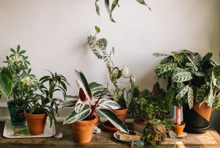 The One Room You're Not Putting Plants In — But Should Be