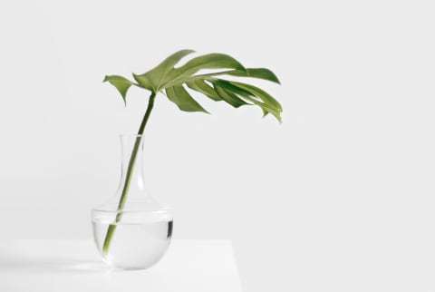 minimalist shot of single monstera leaf in glass vase over white background