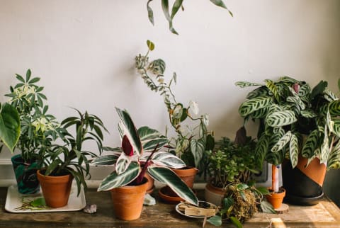 Houseplants Grouped Together on a Table Near a Window