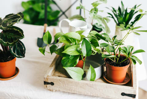 Indoor Plants On A Table At Home