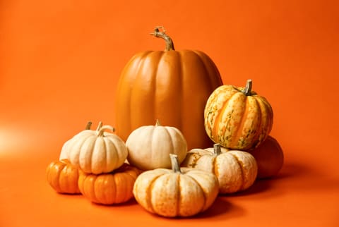 Gourd-geous Family of Pumpkins