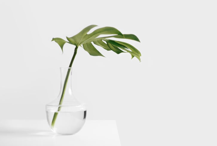 Plants Are Super Powerful In Feng Shui — Here Are 5 Reasons Why