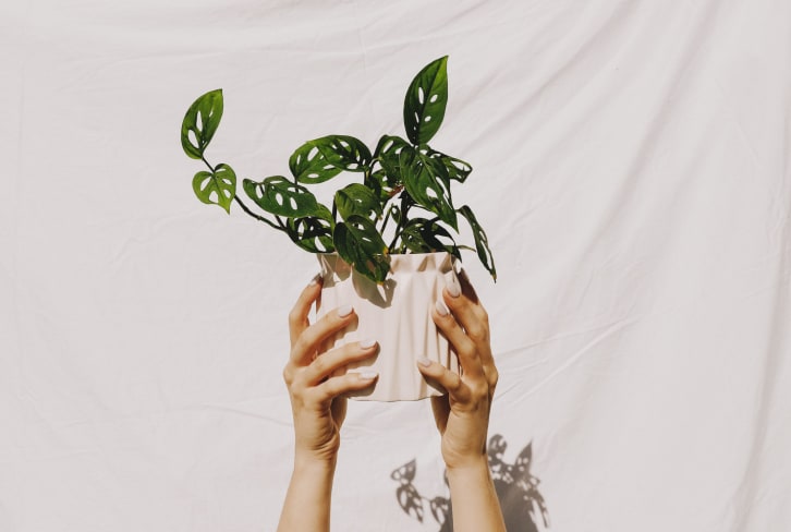 How To Make Sure Your Houseplant Collection Isn't Harming The Planet