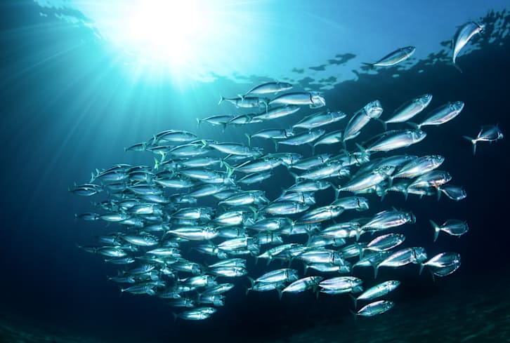 Your Fish Oil Supplement Might Not Be As High-Quality As You Think