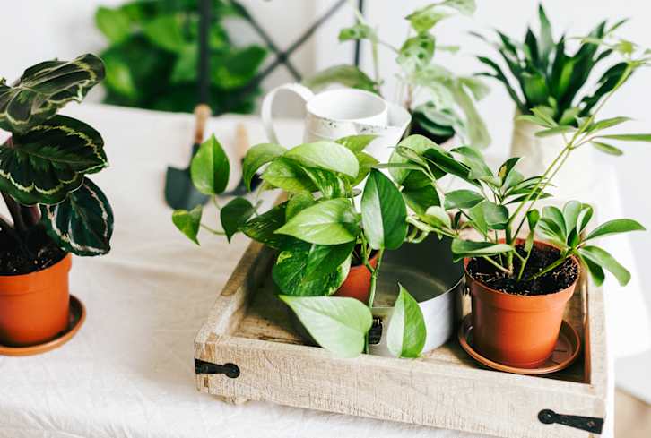 Does Your Houseplant Need Watering — Or Just A Mist? Here's How To Tell Does Your Houseplant Need Watering — Or Just A Mist? Here's How To Tell