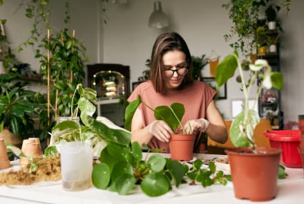 The Surprising Reason Your Houseplants Can Become A Health Hazard