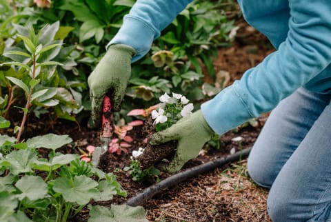 Unrecognizable Woman Gardening