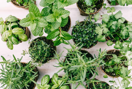 An Herbalist's Favorite Hacks For Drying Your Own Herbs