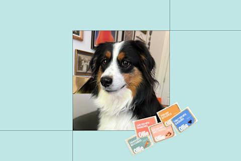 Mini aussie dog photo next to small image of ollie pet food