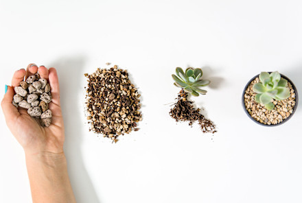 This Is A Popular Alternative To Soil—But Does It Actually Keep Plants Alive?