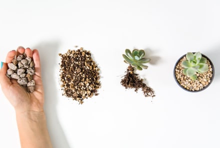 This Is A Popular Alternative To Soil — But Does It Actually Keep Plants Alive?