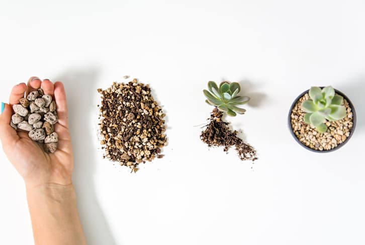 This Is A Popular Alternative To Soil�—But Does It Actually Keep Plants Alive?