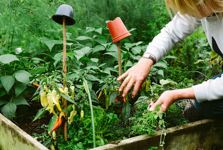 The Underrated Plant Your Sunny Vegetable Garden Is Missing