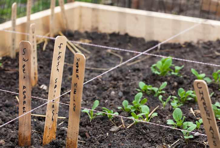 This Shortcut Technique Makes Veggie Gardening So Much Easier