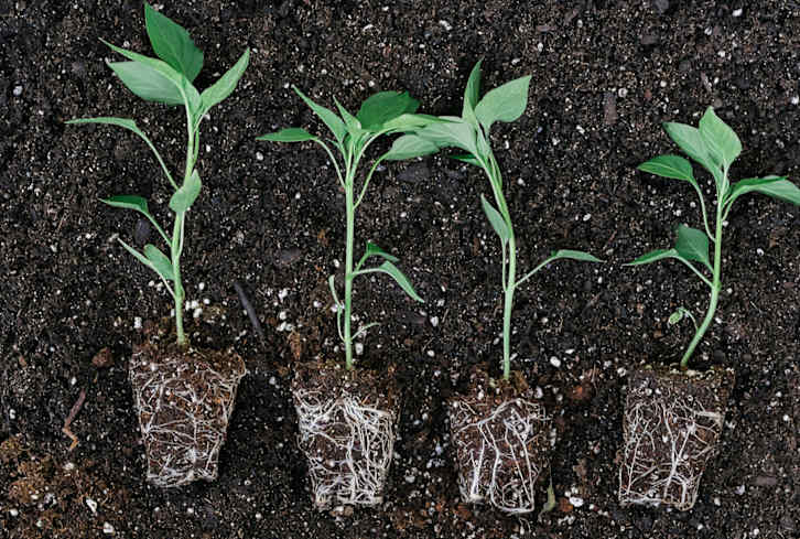 5 Quick Ways To Improve Your Soil & Naturally Regenerate Your Garden