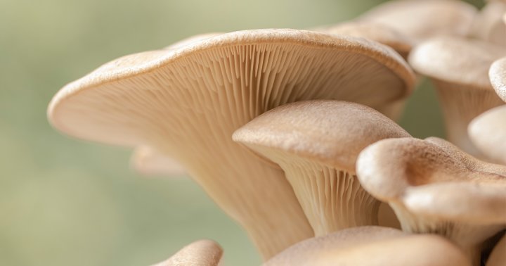 8 Best Mushroom Growing Kits Of 2022, According To Foodies