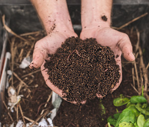 Vermicompost Almost Guarantees A Thriving Garden: Here's How To Get It