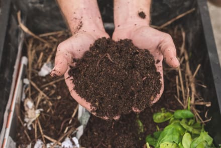 Vermicompost Almost Guarantees A Thriving Garden: Here's How To Get It