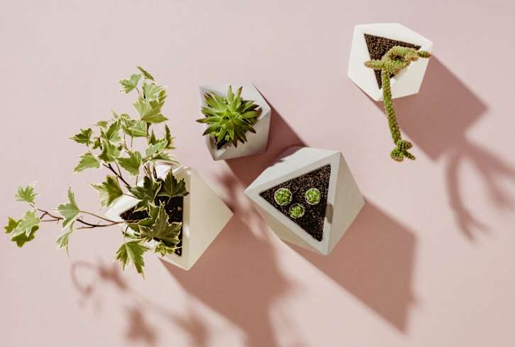 Solved: This Is The Right Way To Water Your Plants (And Bring Them Back To Life If They're Dead)