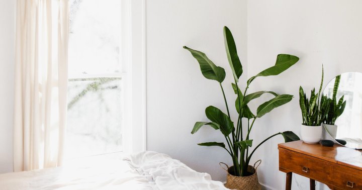 11 Best Tall Indoor Plants + How To Help Them Grow Faster