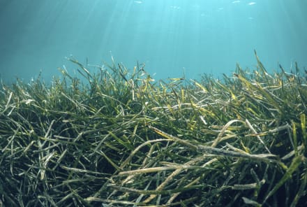Fun Fact: Beyond Being Delicious, Seaweed Can Help Us Fight Climate Change
