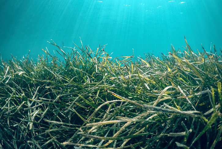 Fun Fact: Beyond Being Delicious, Seaweed Can Help Us Fight Climate Change
