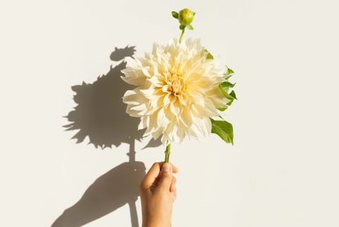 Hand Holding Single Stem Of Dahlias With Strong Light And Shadow