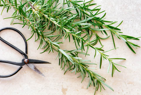 rosemary turns your meals into super recipes