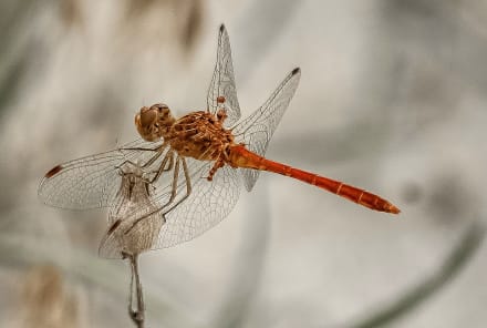 4 Cultural Meanings Of The Dragonfly + Why To Pay Attention To This Critter